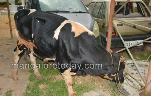 Cattle theft 2